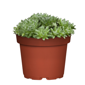 Bild von Hauswurz, Weiß - Sempervivum Hybriden