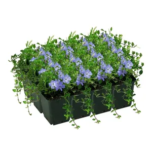 Bild von toom Kleinblättriges Immergrün 'Marie' violett 9 cm Topf, 12er-Set