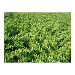 Bild von toom Heckenmyrte 9 cm Topf, 12er-Set