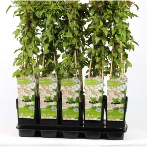 Bild von Blumen-Senf Schling-Knöterich Fallopia aubertii 60-70 cm starkwüchsig und reichblühend