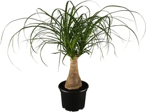 Bild von Dominik Dracena Nolina kleiner Elefantenfuß mit Deko-Topf Kreta
