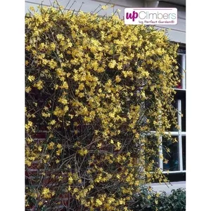 Bild von Winterjasmin Pflanze Jasminum nudiflorum mit einer Höhe von 60 bis 70 cm, winterhart und ideal für Rankgitter, Balkon und Terrasse, mit gelben Blüten